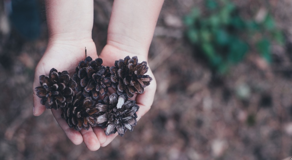 pinecones delete